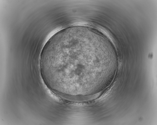 X0000093361050200711011203