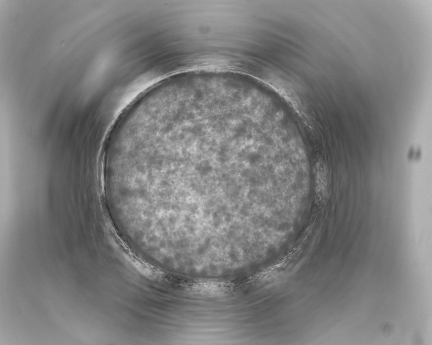 X0000093361078200711011202