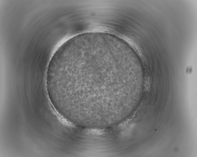 X0000093361086200711011202