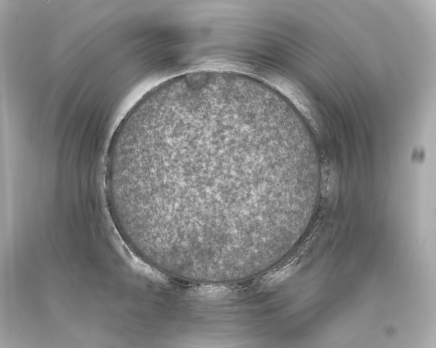 X0000093361094200711011202