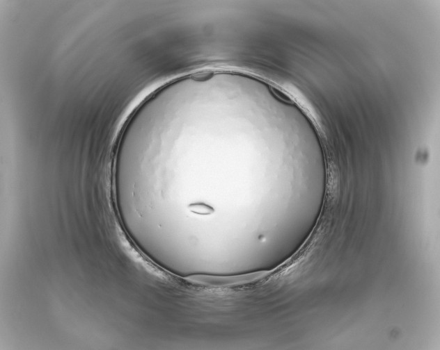 X0000093361100200711011202