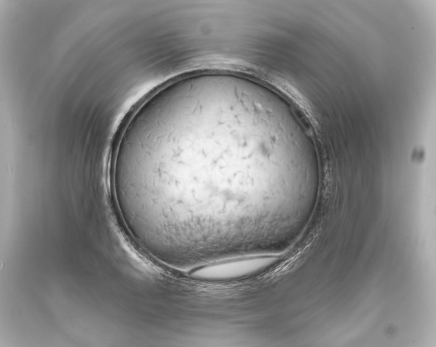 X0000093361128200711011202