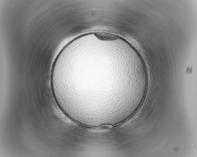 X0000093361296200711011159