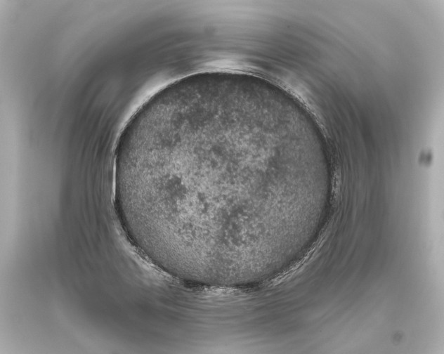 X0000093361323200711011159