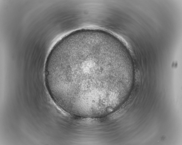 X0000093361327200711011159