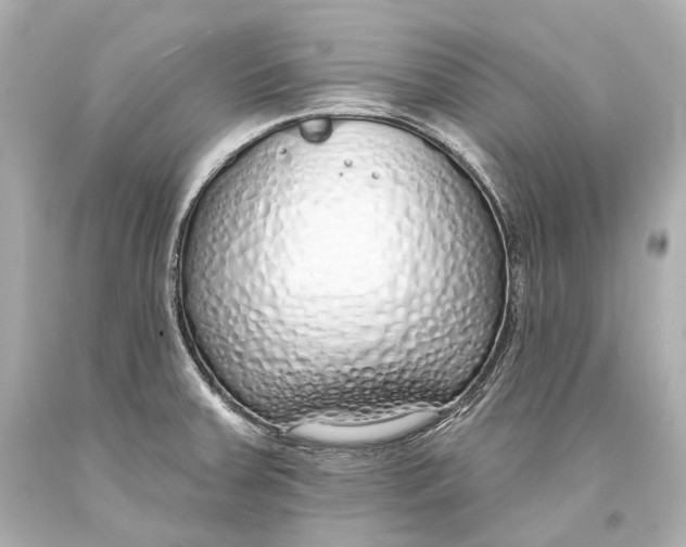 X0000093361379200711011158