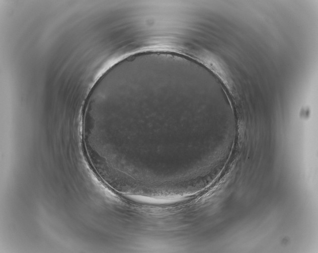 X0000093361428200711011158