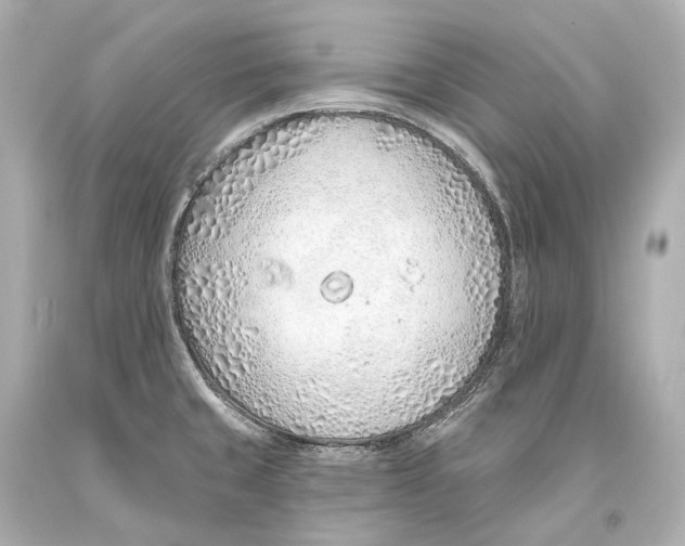 X0000093361429200711011158