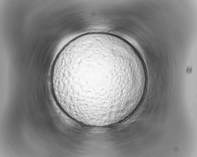 X0000093361440200711011158