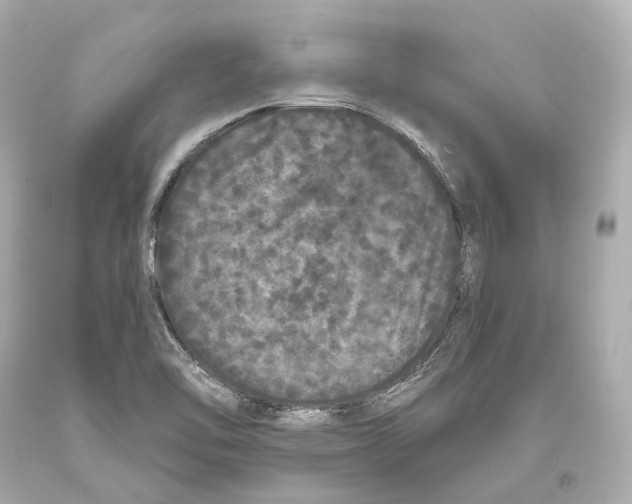 X0000093361462200711011157