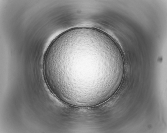 X0000093361480200711011157