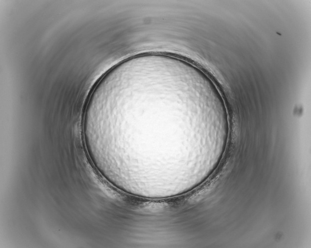 X0000093361513200711011156