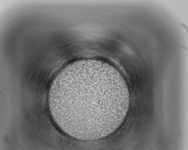 X0000093360018200711081524