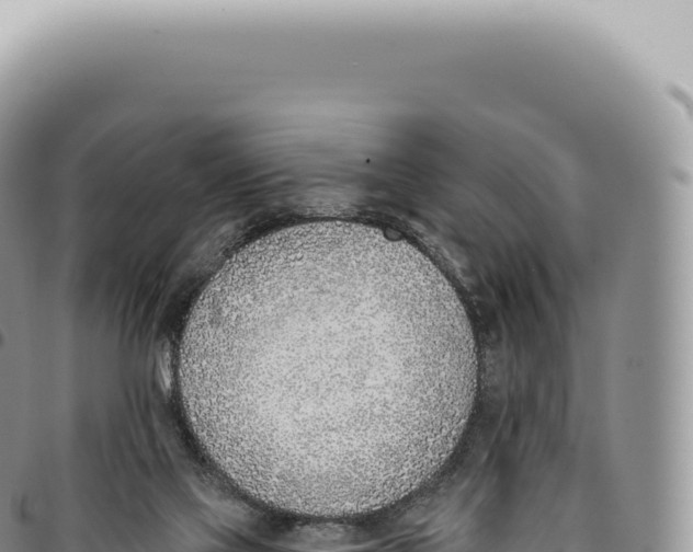 X0000093360069200711081523