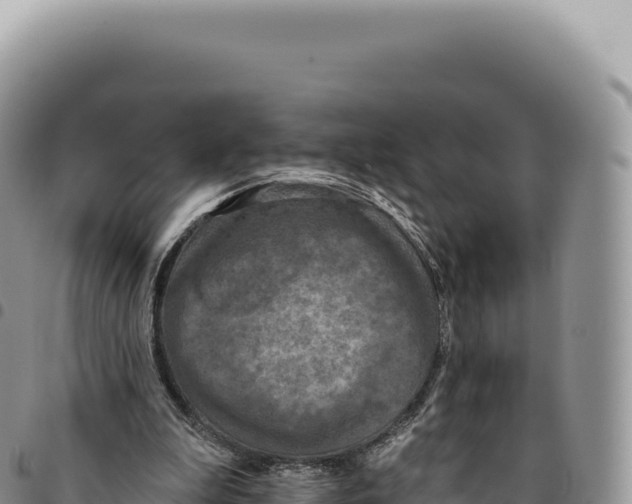 X0000093360199200711081522