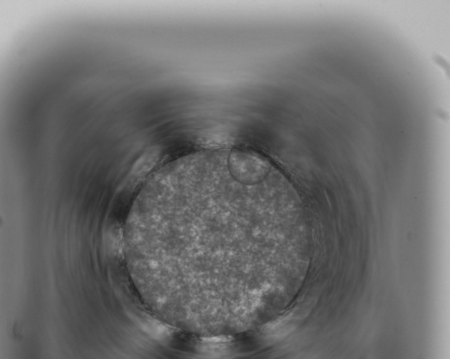 X0000093360240200711081521