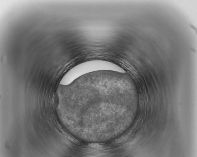 X0000093360425200711081519