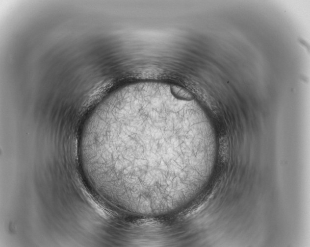 X0000093360589200711081516