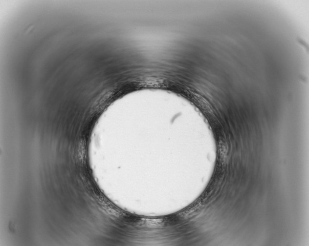 X0000093360665200711081516