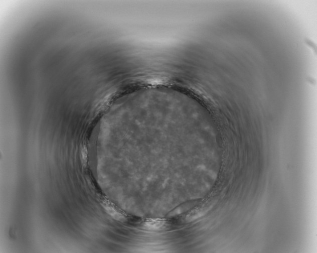 X0000093360720200711081514