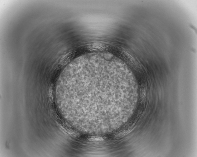 X0000093360749200711081514