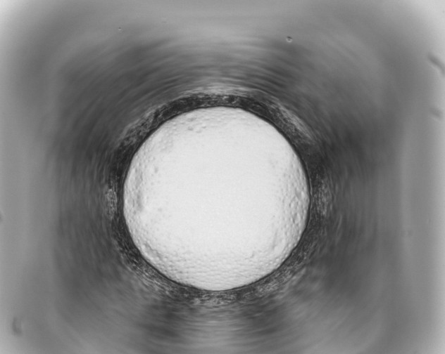 X0000093360821200711081512