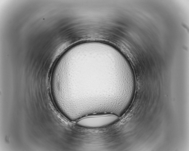 X0000093360990200711081511
