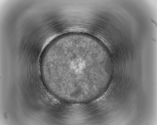 X0000093361022200711081510