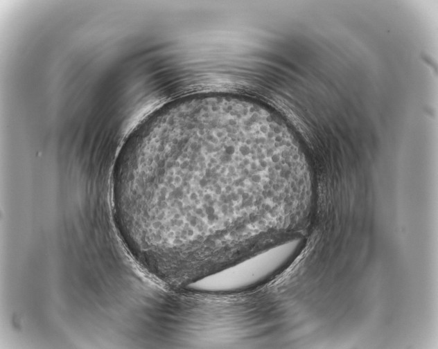 X0000093361034200711081510