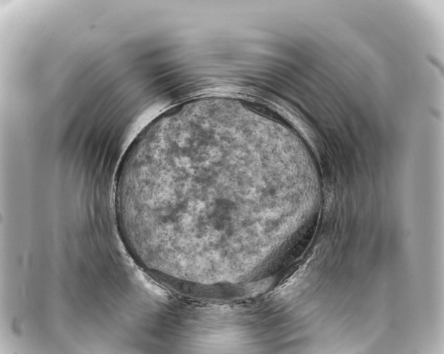 X0000093361050200711081510