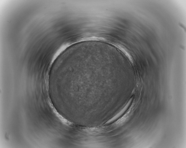 X0000093361054200711081510