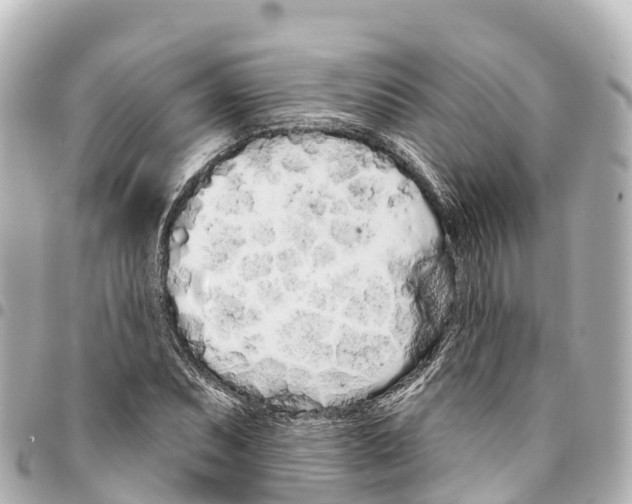 X0000093361071200711081510