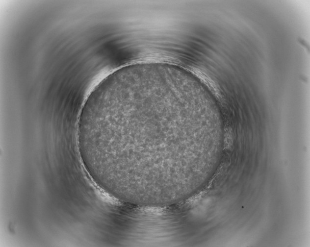 X0000093361086200711081509