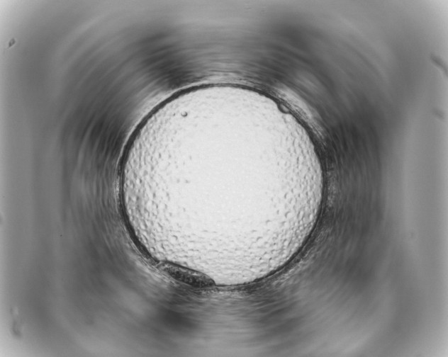 X0000093361284200711081507
