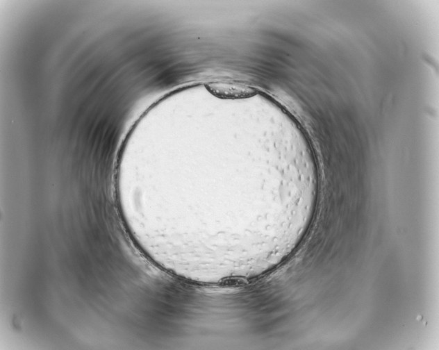 X0000093361296200711081506