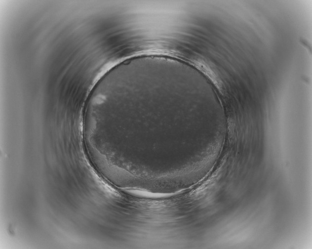 X0000093361428200711081505