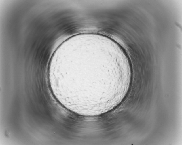 X0000093361440200711081505