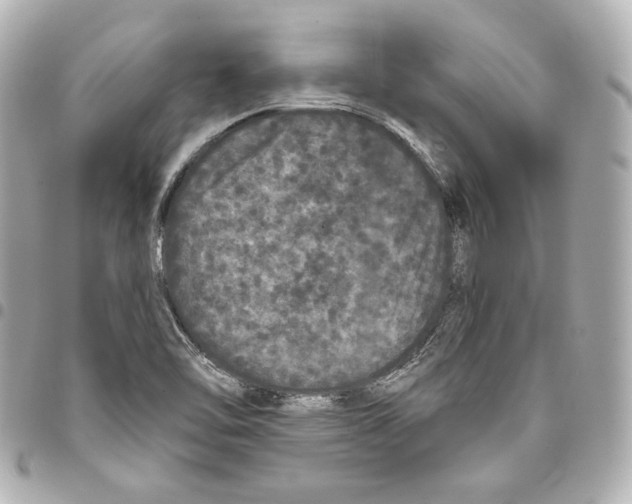 X0000093361462200711081504