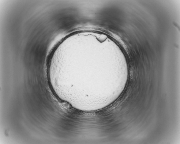 X0000093361464200711081504