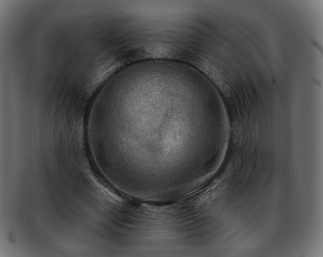 X0000093370442200710111439