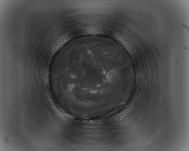 X0000093370443200710111439