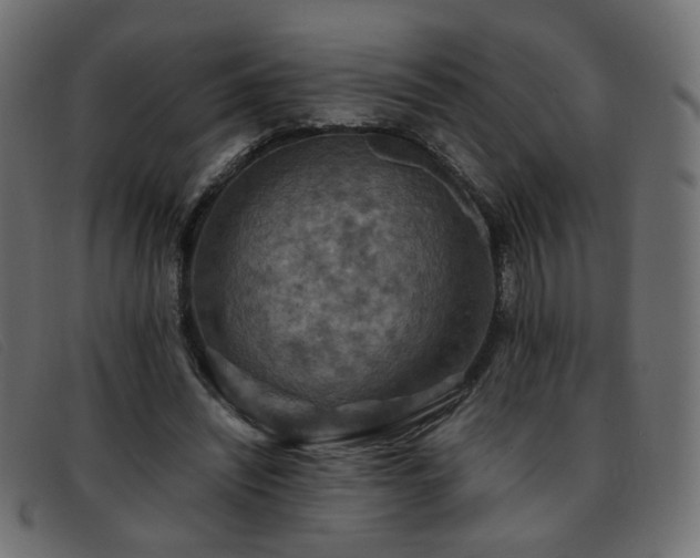 X0000093370444200710111439