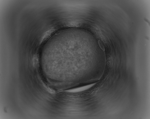 X0000093370688200710111437