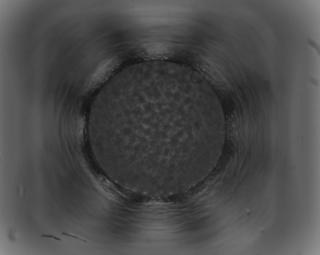 X0000093370742200710111436