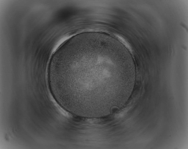 X0000093370803200710111435