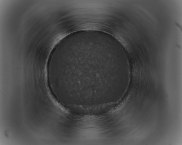 X0000093370840200710111435