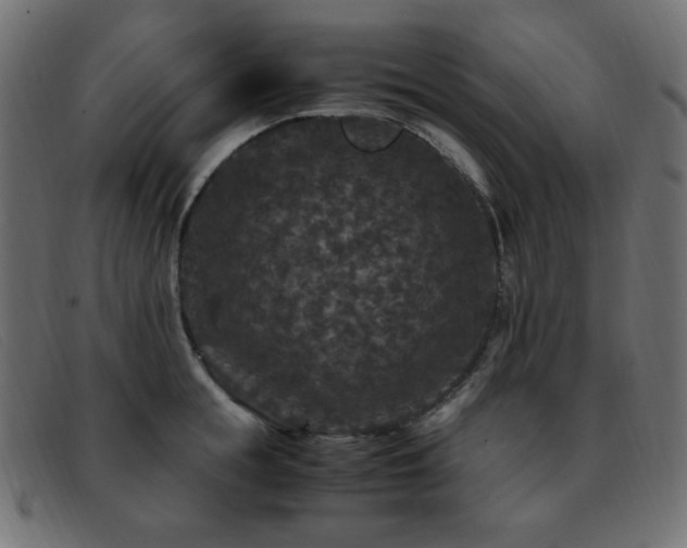 X0000093370855200710111435