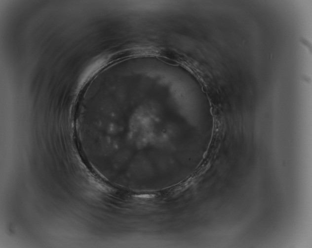 X0000093370053200710191124