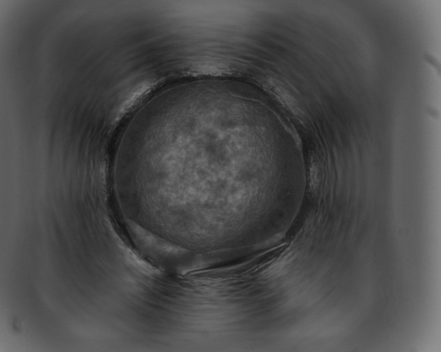 X0000093370444200710191119