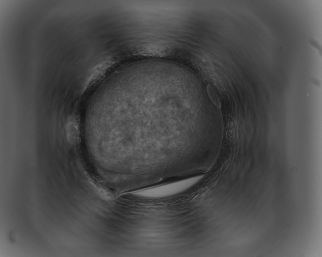 X0000093370688200710191116